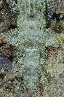 Variegated Lizardfish - Demak dive site, Bangka