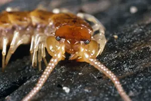 Antennae Prints: Variegated Woodland Centipede - close-up of head - UK