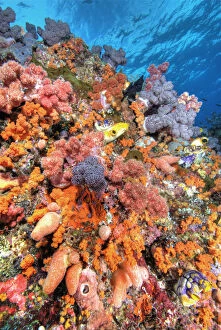 Ambon Gallery: Various species of soft corals, tunicates
