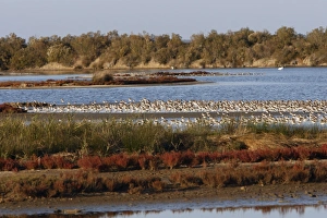 Dunlin flock in flight over water