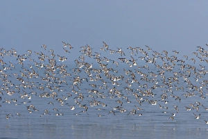 Various Waders: Dunlin - Ringed Plover - Black-tailed Godwit