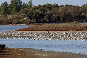 Various Waders: Dunlin - Ringed Plover - Black-tailed Godwit