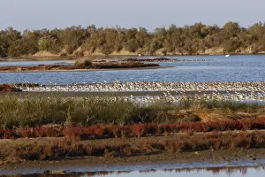 Various Waders: Dunlin - Ringed Plover - Black-tailed Godwit - Bassin d'Arcachon - France