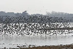 Various Waders: Dunlin - Ringed Plover - Black-tailed Godwit - Red Knot - Curlew - in flight - D'oleron - Poitou charente - France