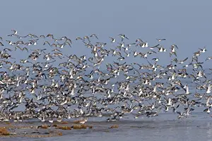 Various Waders: Dunlin - Ringed Plover - Black-tailed Godwit - Red Knot - Curlew - in flight - Poitou charente - France