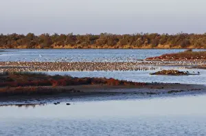 Various Waders - Le Parc Ornithologique du Teich - Arcachon - Bassin d'Arcachon - Gironde - France