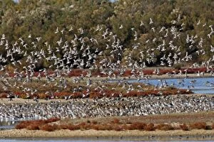 Images Dated 7th November 2007: Various Waders - (mainly Dunlin) Le Parc Ornithologique du Teich - Arcachon - Bassin d'Arcachon