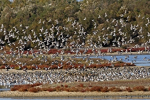 Dunlin flock in flight over water