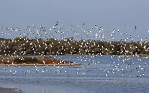 Various Waders (mainly Dunlin) - in flight - Le Parc Ornithologique du Teich - Arcachon - Bassin d'Arcachon - Gironde - France