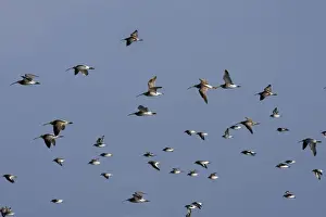 Curlews Prints: Various Waders: mainly Dunlin and Curlew - in flight - D'oleron - Poitou charente - France