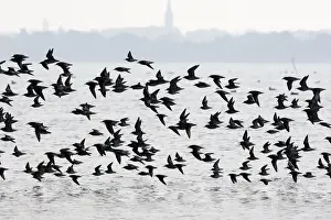 Various Waders: mainly Dunlin - in flight - D'oleron - Poitou charente - France