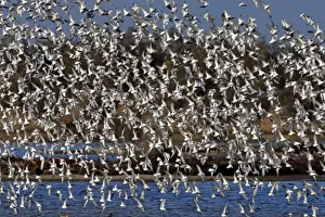 Various Waders: mainly Dunlin - Ringed Plover - Black-tailed Godwit - Red Knot - Curlew - in flight - Le Parc Ornithologique du Teich - Arcachon - Bassin d'Arcachon - Gironde - France