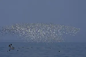 Various Waders: mainly Dunlin - Ringed Plover - Black-tailed Godwit - Red Knot - Curlew - in flight - D'oleron - Poitou charente - France