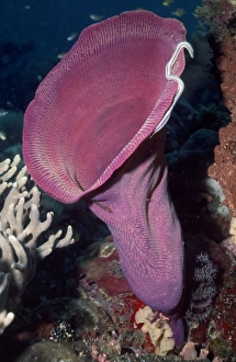 Images Dated 17th December 2008: Vase Sponge Papua New Guinea