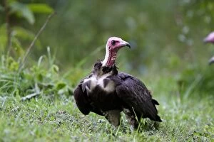Images Dated 11th August 2006: vautour charognard. Ethiopie