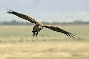 Vautour a dos blanc. White backed Vulture Gyps bengalensis