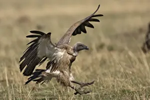 Vautour a dos blanc. White backed Vulture Gyps bengalensis
