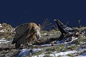 Images Dated 31st October 2007: vautour fauve et grand corbeau