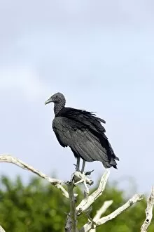 Images Dated 18th February 2006: Vautour noir Black Vulture Coragyps atratus