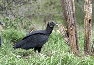 Images Dated 7th December 2005: Vautour noir Black Vulture Coragyps atratus