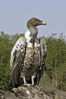 Images Dated 23rd August 2004: vautour de Ruppell