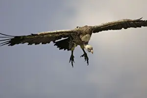 Vautour de Ruppell