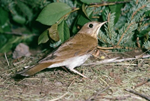 VEERY - on forest floor