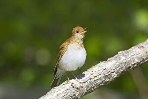 Images Dated 13th May 2010: Veery - singing on territory in May