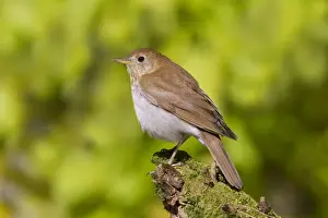 Veery Prints: Veery - Spring - Connecticut - USA
