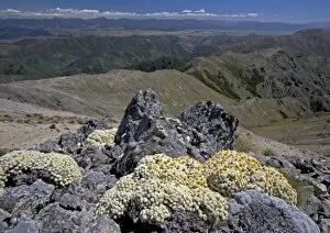 Vegetable sheep (ancient alpine cushion plants) at high altitude in the Black Birch Range at about 1350m