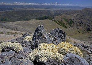Images Dated 17th January 2005: Vegetable sheep (ancient alpine cushion plants) at high altitude in the Black Birch Range at about