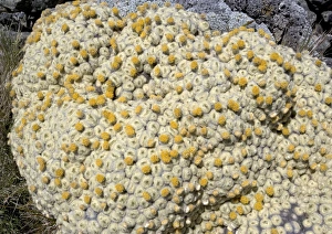 Images Dated 17th January 2005: Vegetable sheep (ancient alpine cushion plants) at high altitude in the Black Birch Range at about
