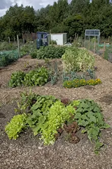 Cheltenham Prints: Vegetables growing on well maintained community allotment - Bishops Cleeve Cheltenham - UK