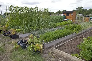 Raised Prints: Vegetables growing in raised beds on community allotments - Bishops Cleeve - Cheltenham - UK