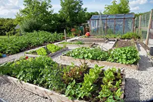 Raised Prints: Vegetables growing in raised beds on garden plot with greenhouse in background Cheltenham UK