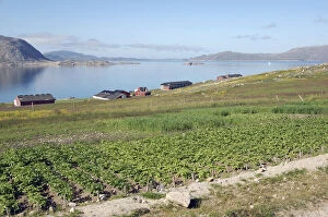 Center Gallery: Vegetables growing at Upernaviarsuk Agricultural