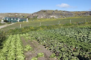 Images Dated 26th May 2009: Vegetables growing at Upernaviarsuk Agricultural