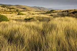 Invasive Gallery: Vegetated sand dunes with invasive Marram Grass