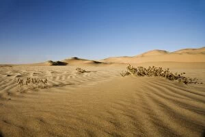 Vegetation growing in the dunes of the Namib Desert