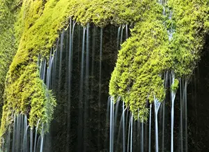 Sinter Prints: Veil fall - water cascading down sinter deposits covered with moss Bavaria, Germany