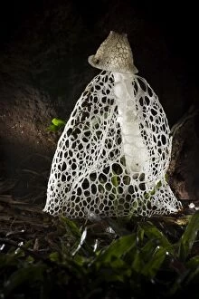 Latest images December 2016 Gallery: Veiled Lady (Phallus indusiatus) at night