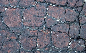 Images Dated 14th December 2008: Veins of lizardite - in serpentine - Coverack - Cornwall - UK