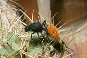 Wasps Prints: Velvet Ant Wasp - Mojave Desert Region - California Family: mutillidae