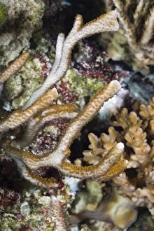 Velvet Finger Coral photographed in aquarium