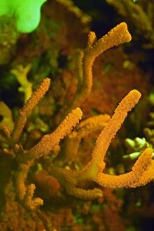 Velvet Finger Coral showing fluorescent colors when