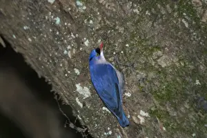 Nuthatches Prints: Velvet-fronted Nuthatch - Male