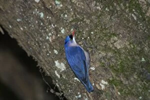 Images Dated 8th December 2004: Velvet-fronted Nuthatch - Male, on tree trunk. A bird restricted to the Himalayas