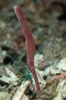 Images Dated 3rd November 2014: Velvet Ghostpipefish Kareko Point dive site, Lembeh