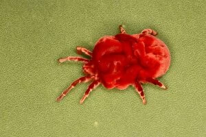 Images Dated 5th January 2004: Velvet Mite