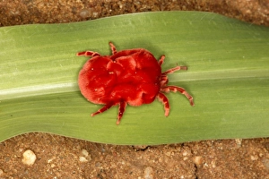 Images Dated 5th January 2004: Velvet Mite